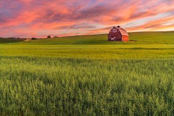 Red barn in wheat field in Palouse region of Southeast Washington State with a vibrant sunset  - obrazy, fototapety, plakaty