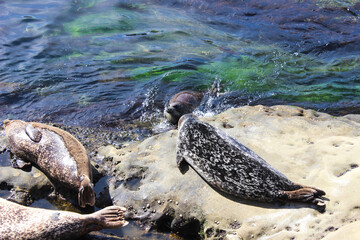 Pacific Coast Sea Lion Seal Beach La Jolla California