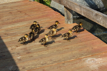 Baby Ducklings on Bridge and in Pond