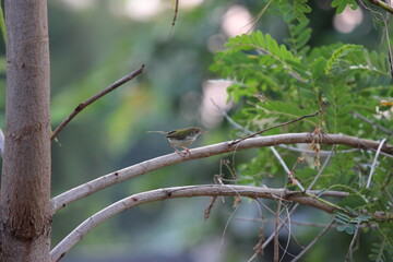 sparrow on a branch