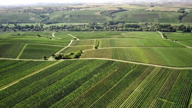 Drone aerial view of a german vineyard on early autumn.