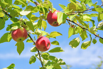 A bunch of ripe apples hanging from an apple tree