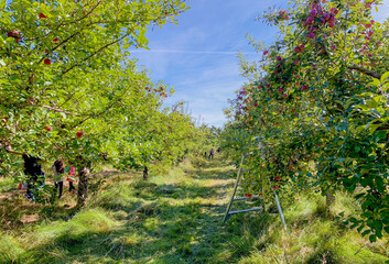 Families having fun hand-picking apples from the apple trees. Apples harvest in orchard in autumn