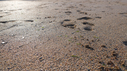 Footprints in the sand