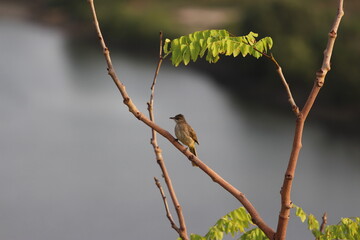 bird on a branch