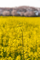 Obraz premium 広大な菜の花畑の中の1本