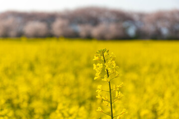 一本の菜の花と菜の花畑と桜