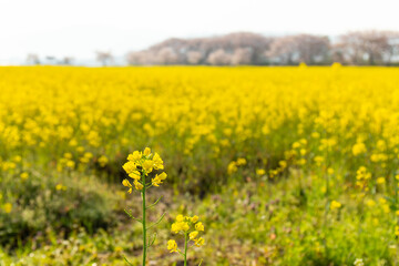 見渡す限り一面の菜の花畑