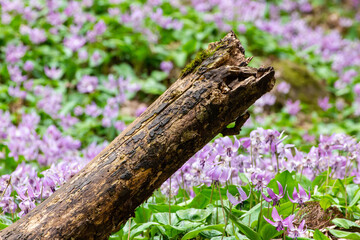 倒れそうな倒木と桔梗の花