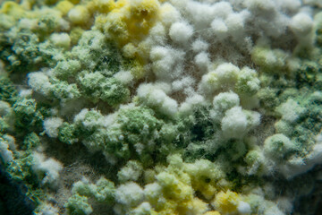 Close up of mold in citrus peel