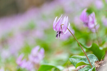 Fototapeta premium 山の斜面で咲いている紫の桔梗の花