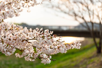 夕方の河川の橋の傍の桜
