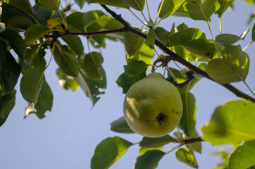 Green huge pears hang from tree branches in the garden.