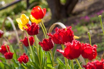 春の花壇を飾るチューリップ畑の片隅で～赤いフリルのついたチューリップ
