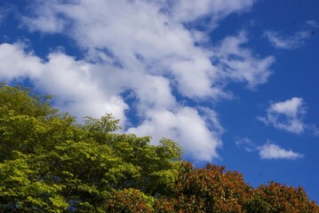 Fototapeta premium 記憶に残る春のある日～ダイナミックな青空