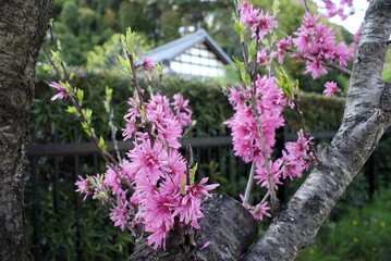 Fototapeta na wymiar 何とも言えないほどきれいな日本の風景～冬の名残、マンサクが咲くころ