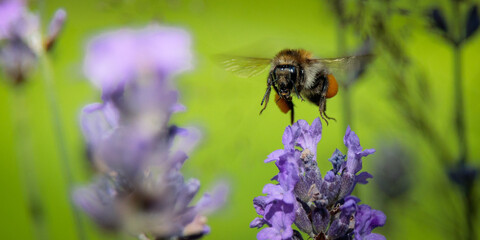 close up macro of a pollinating bee hovering above a purple flower