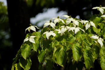日陰のヤマボウシに木漏れ日が射してより美しく感じます