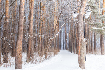 Season and nature concept - Winter park in snow