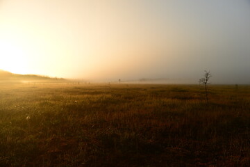 Plakat Glowing sun in the thick swamp fog on the sunrise