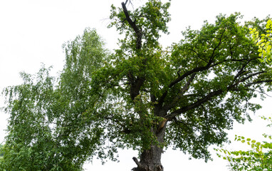 a large old oak tree, beautiful, background