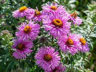 Obraz premium Closeup of bright purple aster flowers in a garden, Aster novi-belgii Peter Pan