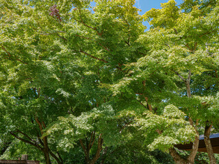 夏・高尾山・頂上