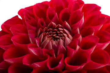 beautiful dahlia isolated