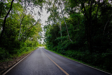 Fototapeta premium Countryside road passing through the serene lush greenery and foliage tropical rain forest mountain landscape on the Doi Phuka Mountain reserved national park the northern Thailand