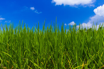 Obraz premium Grass and cloudy sky