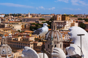 Fototapeta na wymiar Seagull and Rome Italy cityscape