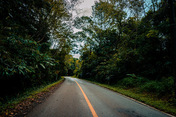 Countryside road passing through the serene lush greenery and foliage tropical rain forest mountain landscape on the Doi Phuka Mountain reserved national park the northern Thailand