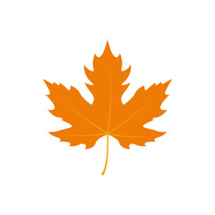 Fototapeta premium maple leaf logo icon design template vector 