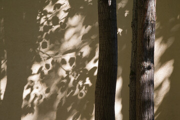 Fototapeta premium Tree trunks in front of concrete wall. Colorful picture. Lights and shadows of leaves and branches on background. Horizontal contrast daylight photo