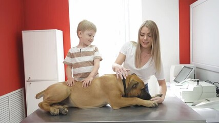 Owners of the mastiff dog brought him to the vet for an appointment, to take care about him, medical examining.
