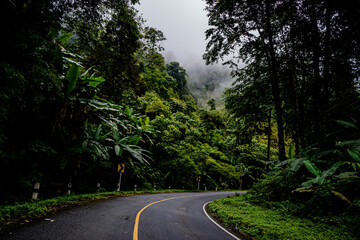 Countryside road passing through the serene lush greenery and foliage tropical rain forest mountain landscape on the Doi Phuka Mountain reserved national park the northern Thailand