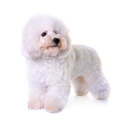 bichon frise in studio