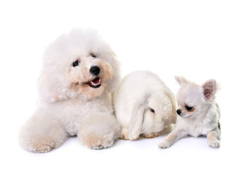 bichon frise, chihuahua and bunny