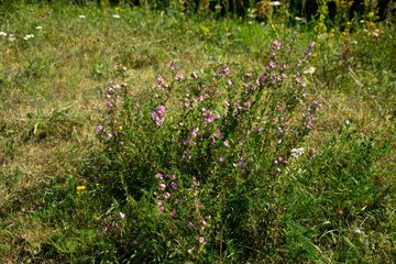 flowers in the grass