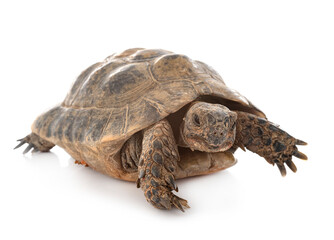 Greek tortoise in studio