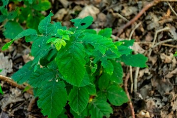 leaves in the forest
