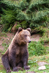 Brown bear (lat. ursus arctos) stainding in the forest