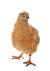 japanese quail in studio