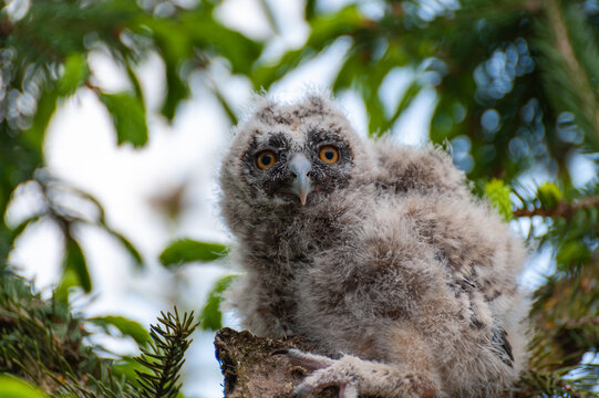 A small long-eared owl sits on a tree branch in the forest.