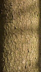Vertical close-up of old brown and green dry tree bark. Wood pattern. Natural Background/Textures