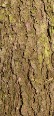 Vertical close-up of old brown and green dry tree bark. Wood pattern. Natural Background/Textures