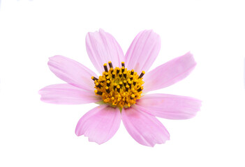 pink cosmea flower isolated