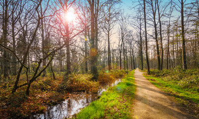 Path and stream in a Belgian forest with sun flare through the bare trees.
