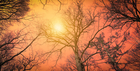 Obraz premium Low perspective of tall bare trees against a fiery orange sky with hazy sun through the trees.