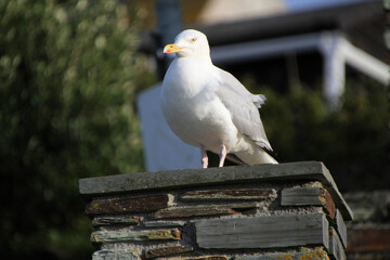 A close up of a Herring Gull